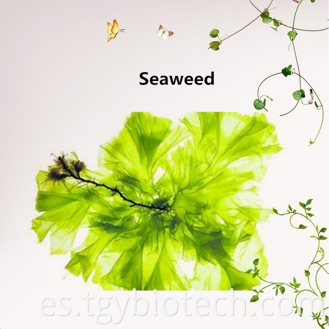 Seaweed Extract